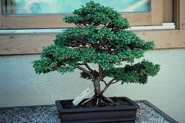 ithal bonsai saksi iegi  Ankara 14 ubat sevgililer gn iek 