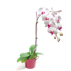  Ankara çiçek gönderme  Saksida orkide