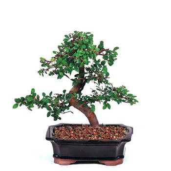 ithal bonsai saksi çiçegi  Ankara çiçek siparişi vermek 