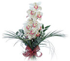 Ankara çiçek siparişi sitesi  Dal orkide ithal iyi kalite