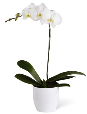 1 dallı beyaz orkide  Ankara 14 şubat sevgililer günü çiçek 