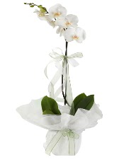 1 dal beyaz orkide çiçeği  Ankara çiçek siparişi vermek 