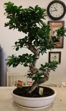 100 cm yüksekliğinde dev bonsai japon ağacı  Ankara İnternetten çiçek siparişi 