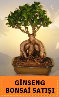 Ginseng bonsai satışı japon ağacı  Ankara cicek , cicekci 