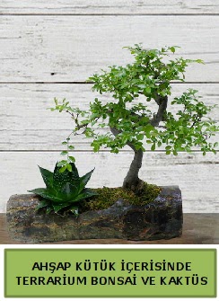 Ahşap kütük bonsai kaktüs teraryum  Ankara internetten çiçek siparişi 