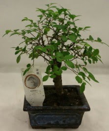 Minyatür ithal japon ağacı bonsai bitkisi  Ankara çiçek satışı 