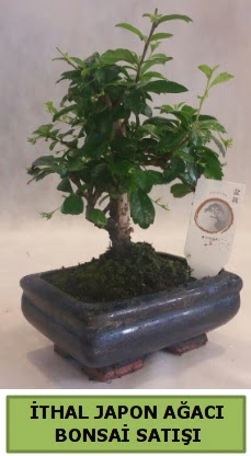 İthal japon ağacı bonsai bitkisi satışı  Ankara çiçekçi telefonları 