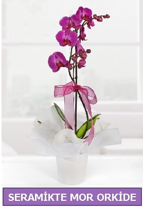 Seramik içerisinde birinci kalite tek dallı mor orkide  Ankara İnternetten çiçek siparişi 