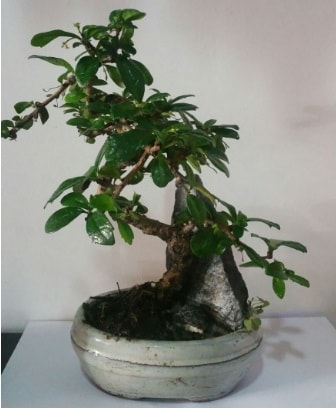 S şeklinde ithal bonsai ağacı  Ankara çiçek yolla 