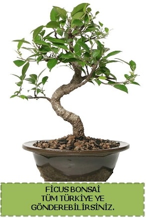 Ficus bonsai  Ankara çiçek gönderme sitemiz güvenlidir 