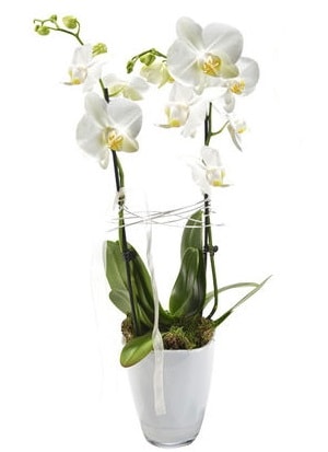 2 dallı beyaz seramik beyaz orkide saksısı  Ankara çiçek gönderme sitemiz güvenlidir 