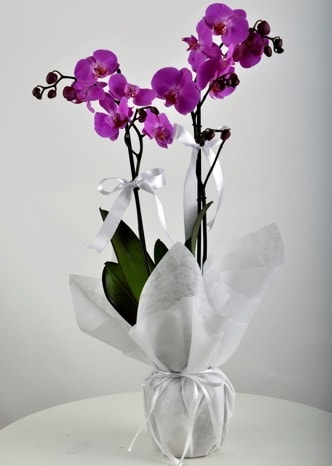 Çift dallı saksıda mor orkide çiçeği  Ankara çiçek siparişi vermek 