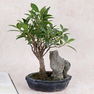 Japon ağacı Evergreen Ficus Bonsai  Ankara çiçek gönderme sitemiz güvenlidir 