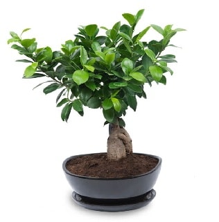 Ginseng bonsai ağacı özel ithal ürün  Ankara internetten çiçek satışı 
