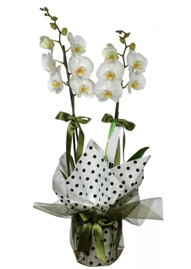 Çift Dallı Beyaz Orkide  Ankara 14 şubat sevgililer günü çiçek 