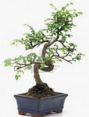 S gövde bonsai minyatür ağaç japon ağacı  Ankara çiçek satışı 