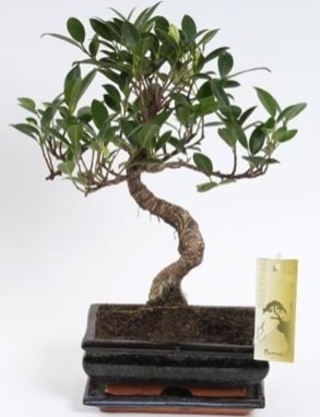 Ficus muhteşem gold kalite 25 cm civarı bonsai