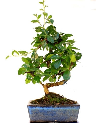 S gövdeli carmina bonsai ağacı  Ankara çiçek yolla  Minyatür ağaç